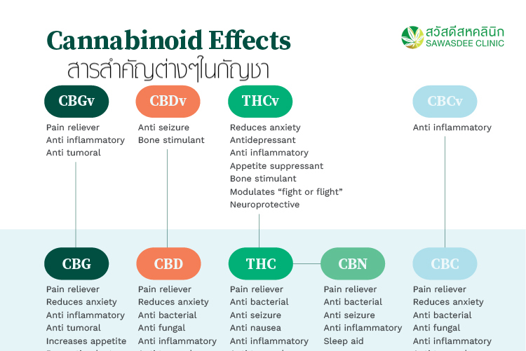 Effects of each cannabinoids