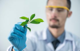 Cannabis clinic doctor Bangkok thailand