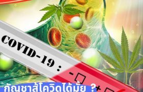 กัญชา โรคโควิด สู้ไวรัส สวัสดีคลีนิก sawasdee clinic cannabis medical สวัสดีคลินิกเวชกรรม