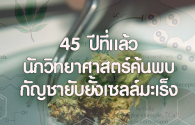 คลีนิกกัญชา กัญชารักษามะเร็ง วิจัยกัญชา medical cannabis research