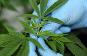 ร้านกัญชา สวัสดีคลินิก Thailand’s Leading Medicinal Plant, Medical Cannabis Clinic, คลินิกกัญชา กัญชารักษามะเร็ง คลินิกกัญชาทางการแพทย์ กัญชารักษาโรค แพทย์ผู้เชี่ยวชาญกัญชา คลินิกกัญชาที่ไหนดี ยาสมุนไพรรักษามะเร็ง รักษามะเร็งที่ไหน หมอมะเร็งเก่งๆ CBD THC กัญชานอนไม่หลับ รักษามะเร็งหาย กัญชารักษามะเร็งหายไหม แพทย์หญิงจินตนา คลินิกกัญชาดีดี cancer, cannabinoid, cannabis in thailand, cbd, health bangkok, marijuana, medical cannabis, sawasdee clinic, thai clinic, thai herb, thai medicine, thailand cannabis, thc, กรุงเทพ, กัญชง, กัญชา, กัญชาการแพทย์, กัญชารักษามะเร็ง, กัญชารักษาโรค, กัญชาแก้ปวด, คลีนิก, คลีนิกกัญชา, คีโม, นอนไม่หลับ, มะเร็ง, มะเร็งระยะสุดท้าย, มะเร็งลำไส้, ยากัญชา, สมุนไพรไทย, สวัสดีคลีนิกเวชกรรม, สุขภาพผู้หญิง, เคมีบำบัด, เครียด, แพทย์แผนไทย, แพทย์หญิงจินตนา, พาร์กินสัน, ซึมเศร้า