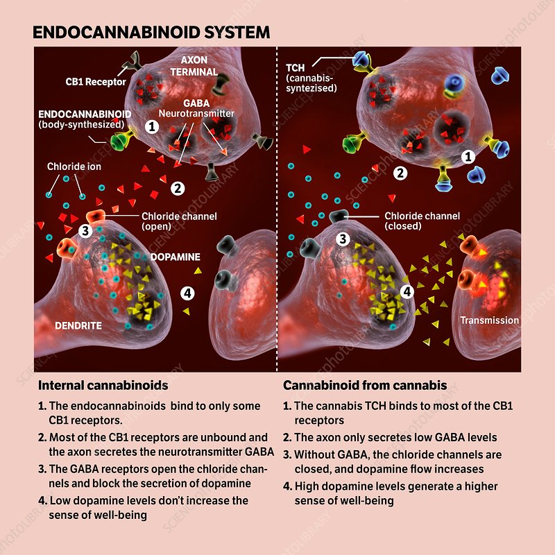 Endocannabinoid system versus cannabis. Illustrations comparing the cannabinoid neural receptor mechanisms for the natural (internal) endocannabinoid system (ECS, left) and the response to external sources of cannabinoids (right), such as THC (tetrahydrocannabinol) in cannabis. In each illustration, an axon (top) forms a synapse with a dendrite (bottom). Endocannabinoids (green) or THC (dark blue) bind to CB1 receptors. At left (ECS), most of the CB1 receptors are unbound and the GABA neurotransmitter (red) opens chloride channels for chloride ions (light blue) that block the secretion of dopamine (yellow triangles). At right (THC), more of the CB1 receptors are occupied, less GABA is produced, the chloride channels are closed, and dopamine levels increase. This generates an increased sense of well-being.