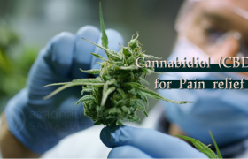 ร้านกัญชา สวัสดีคลินิก Thailand’s Leading Medicinal Plant, Medical Cannabis Clinic, คลินิกกัญชา กัญชารักษามะเร็ง คลินิกกัญชาทางการแพทย์ กัญชารักษาโรค แพทย์ผู้เชี่ยวชาญกัญชา คลินิกกัญชาที่ไหนดี ยาสมุนไพรรักษามะเร็ง รักษามะเร็งที่ไหน หมอมะเร็งเก่งๆ CBD THC กัญชานอนไม่หลับ รักษามะเร็งหาย กัญชารักษามะเร็งหายไหม แพทย์หญิงจินตนา คลินิกกัญชาดีดี cancer, cannabinoid, cannabis in thailand, cbd, health bangkok, marijuana, medical cannabis, sawasdee clinic, thai clinic, thai herb, thai medicine, thailand cannabis, thc, กรุงเทพ, กัญชง, กัญชา, กัญชาการแพทย์, กัญชารักษามะเร็ง, กัญชารักษาโรค, กัญชาแก้ปวด, คลีนิก, คลีนิกกัญชา, คีโม, นอนไม่หลับ, มะเร็ง, มะเร็งระยะสุดท้าย, มะเร็งลำไส้, ยากัญชา, สมุนไพรไทย, สวัสดีคลีนิกเวชกรรม, สุขภาพผู้หญิง, เคมีบำบัด, เครียด, แพทย์แผนไทย, แพทย์หญิงจินตนา, พาร์กินสัน, ซึมเศร้า