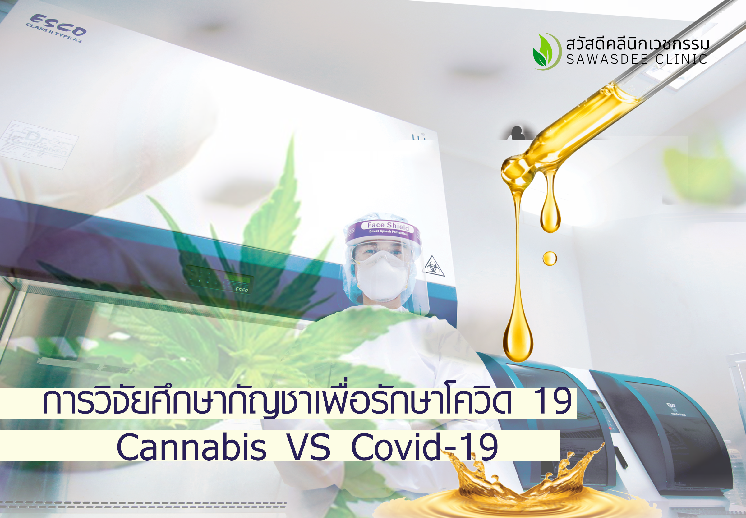 cannabis Covid19 sawasdee clinic กัญชา โควิด