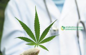 ร้านกัญชา สวัสดีคลินิก Thailand’s Leading Medicinal Plant, Medical Cannabis Clinic, คลินิกกัญชา กัญชารักษามะเร็ง คลินิกกัญชาทางการแพทย์ กัญชารักษาโรค แพทย์ผู้เชี่ยวชาญกัญชา คลินิกกัญชาที่ไหนดี ยาสมุนไพรรักษามะเร็ง รักษามะเร็งที่ไหน หมอมะเร็งเก่งๆ CBD THC กัญชานอนไม่หลับ รักษามะเร็งหาย กัญชารักษามะเร็งหายไหม แพทย์หญิงจินตนา คลินิกกัญชาดีดี cancer, cannabinoid, cannabis in thailand, cbd, health bangkok, marijuana, medical cannabis, sawasdee clinic, thai clinic, thai herb, thai medicine, thailand cannabis, thc, กรุงเทพ, กัญชง, กัญชา, กัญชาการแพทย์, กัญชารักษามะเร็ง, กัญชารักษาโรค, กัญชาแก้ปวด, คลีนิก, คลีนิกกัญชา, คีโม, นอนไม่หลับ, มะเร็ง, มะเร็งระยะสุดท้าย, มะเร็งลำไส้, ยากัญชา, สมุนไพรไทย, สวัสดีคลีนิกเวชกรรม, สุขภาพผู้หญิง, เคมีบำบัด, เครียด, แพทย์แผนไทย, แพทย์หญิงจินตนา, พาร์กินสัน, ซึมเศร้า